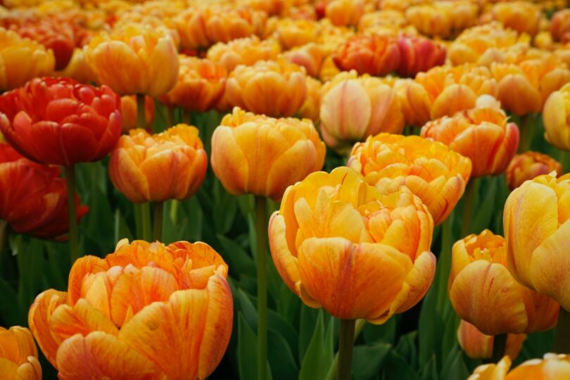 Tulips-at-Pella