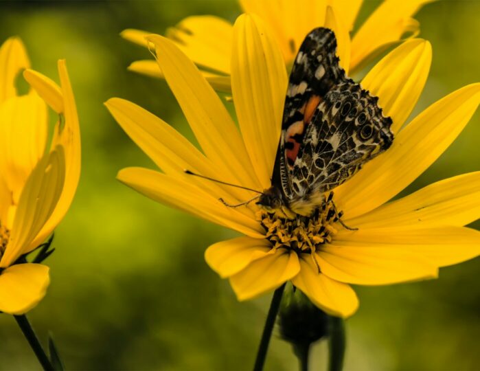 butterfly-on-yellow-flower