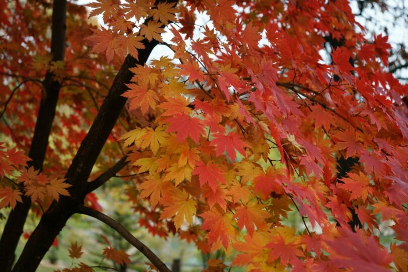 maple-tree-leaves
